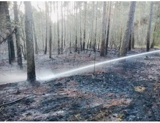 Płoną lasy w powiecie pułtuskim - Pułtuska Kronika Strażacka
