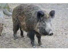 Afrykański Pomór Świń i padłe dziki na terenie mazowieckiego!