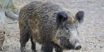 Afrykański Pomór Świń i padłe dziki na terenie mazowieckiego!