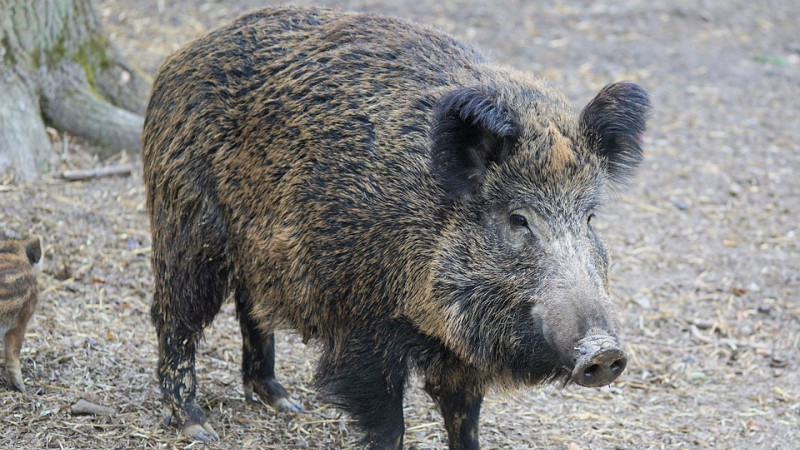 Afrykański Pomór Świń i padłe dziki na terenie mazowieckiego!