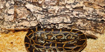 Poszukiwania pytona trwają