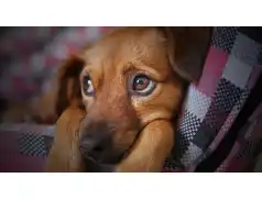 Bezdomne psy z Pułtuska znowu pojadą do schroniska w Radysach