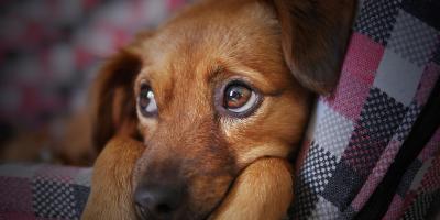 Bezdomne psy z Pułtuska znowu pojadą do schroniska w Radysach