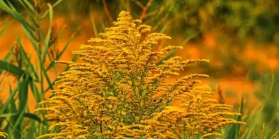 Wrotycz nalewka. Tradycyjna receptura i zastosowania ziołowego napoju