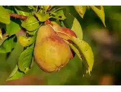 Gruszki w diecie. Cenne składniki odżywcze i korzyści dla zdrowia