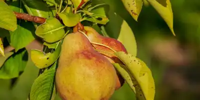 Gruszki w diecie. Cenne składniki odżywcze i korzyści dla zdrowia