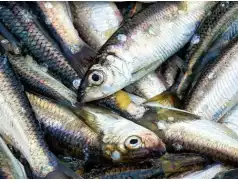 Śledź w sosie pomidorowym