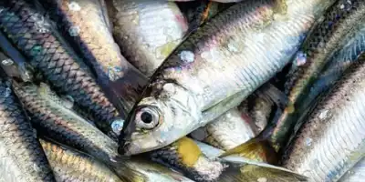 Śledź w sosie pomidorowym