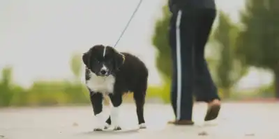 Jak nauczyć psa załatwiać się na dworze? - Praktyczny przewodnik dla właścicieli