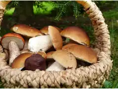 Jak szukać grzybów w lesie - wskazówki na grzybobranie