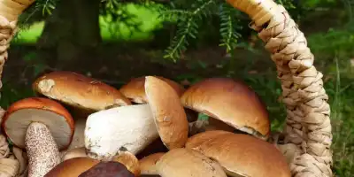 Jak szukać grzybów w lesie - wskazówki na grzybobranie