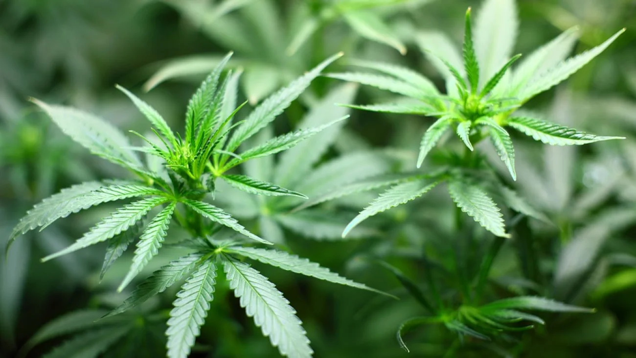 Plantacja ponad 200 krzewów konopi indyjskich zlikwidowana.