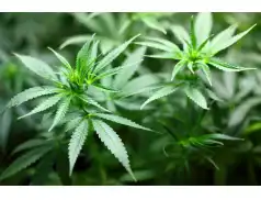 Plantacja ponad 200 krzewów konopi indyjskich zlikwidowana.