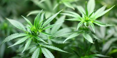 Plantacja ponad 200 krzewów konopi indyjskich zlikwidowana.