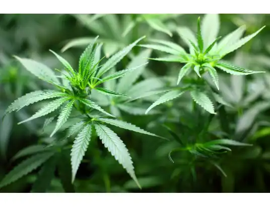 Plantacja ponad 200 krzewów konopi indyjskich zlikwidowana.