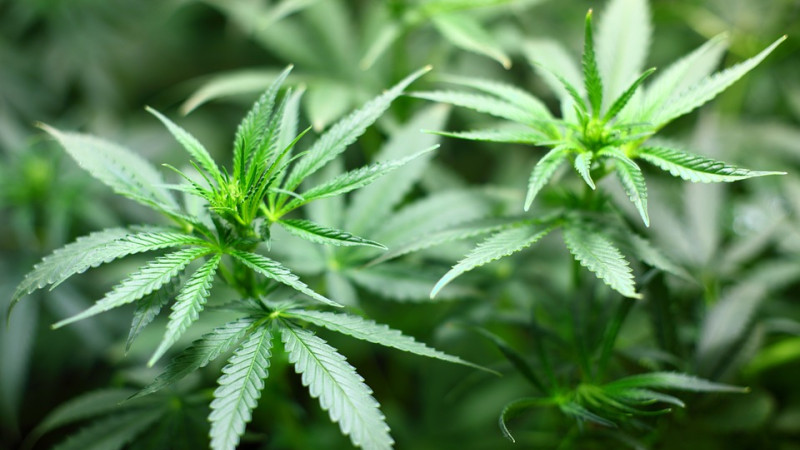 Plantacja ponad 200 krzewów konopi indyjskich zlikwidowana.