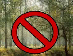 W Nadleśnictwie Pułtusk obowiązuje zakaz wstępu do lasu