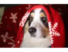 Zadbaj o swojego zwierzaka w noc sylwestrową