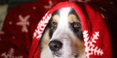 Zadbaj o swojego zwierzaka w noc sylwestrową