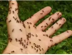 Co cię ugryzło? Jak rozpoznać ślady po ugryzieniu?