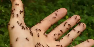 Co cię ugryzło? Jak rozpoznać ślady po ugryzieniu?