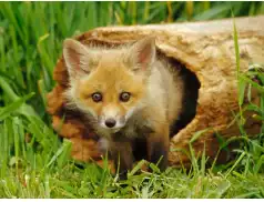 Akcja szczepienia lisów przeciwko wściekliźnie