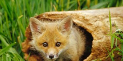 Akcja szczepienia lisów przeciwko wściekliźnie