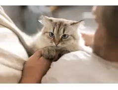 Jak odpowiednio żywić kota? Praktyczne porady dla właścicieli.