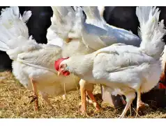 Ferma Drobiu w Bobach - rozprawa administracyjna