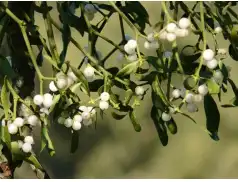 Nalewka z jemioły - prozdrowotna