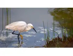 Bezpłatna wycieczka w ramach Światowego Dnia Ptaków Wędrownych w Pułtusku