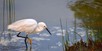 Bezpłatna wycieczka w ramach Światowego Dnia Ptaków Wędrownych w Pułtusku