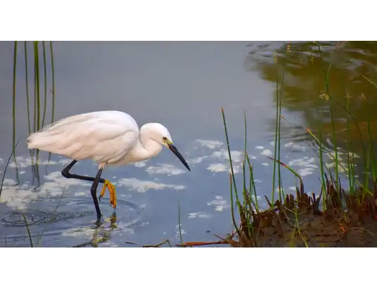 Bezpłatna wycieczka w ramach Światowego Dnia Ptaków Wędrownych w Pułtusku