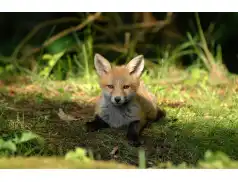 Szczepienie lisów przeciwko wściekliźnie w powiecie pułtuskim i na Mazowszu