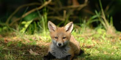 Szczepienie lisów przeciwko wściekliźnie w powiecie pułtuskim i na Mazowszu