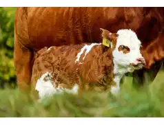 Cielęta hodowlane – różne gatunki o różnych właściwościach