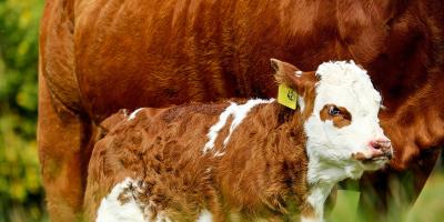 Cielęta hodowlane – różne gatunki o różnych właściwościach