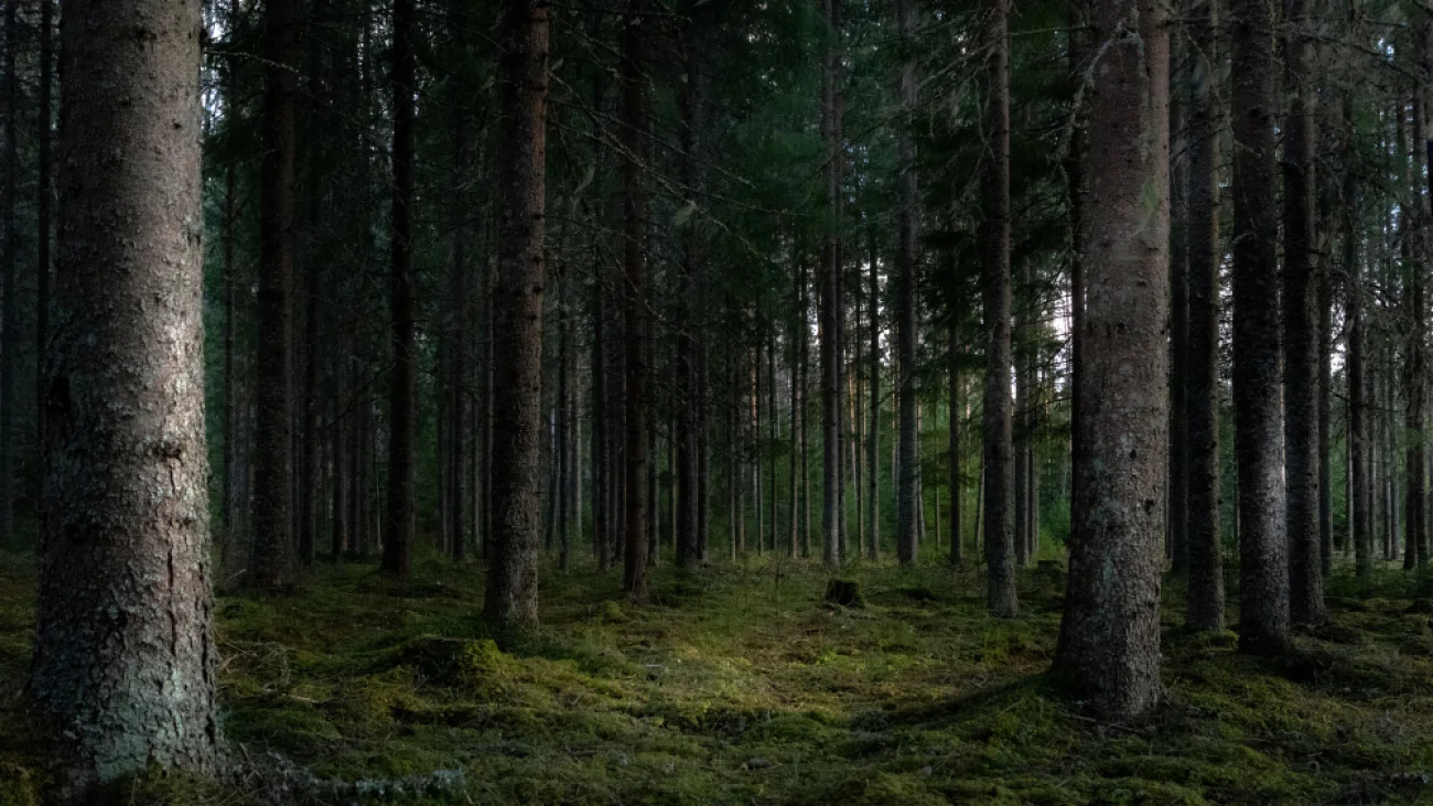 Nocne poszukiwania w gminie Zatory. Pies tropiący odnalazł 34-latka w lesie