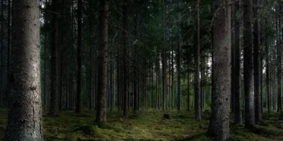 Nocne poszukiwania w gminie Zatory. Pies tropiący odnalazł 34-latka w lesie