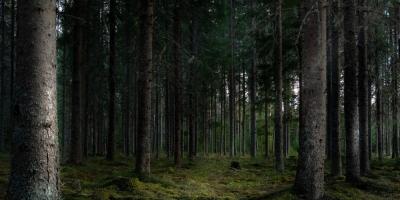 Nocne poszukiwania w gminie Zatory. Pies tropiący odnalazł 34-latka w lesie