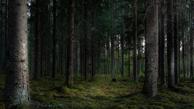 Nocne poszukiwania w gminie Zatory. Pies tropiący odnalazł 34-latka w lesie