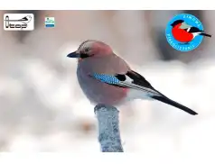 Zimowe Ptakoliczenie 2015 w Pułtusku