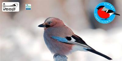 Zimowe Ptakoliczenie 2015 w Pułtusku