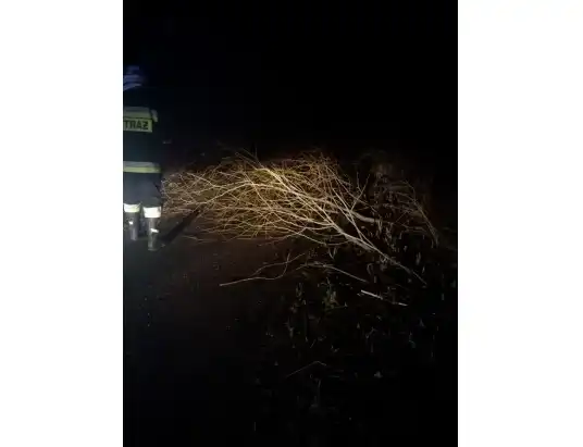 Ogromny konar drzewa na drodze