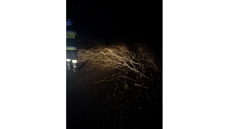 Ogromny konar drzewa na drodze