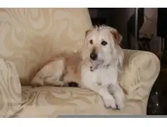 Akacja usuwania sierści z kanapy – co pomoże? 