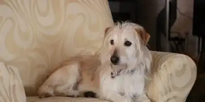 Akacja usuwania sierści z kanapy – co pomoże? 