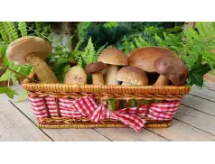 Grzyby w diecie dziecka. Od jakiego wieku można podawać dzieciom grzyby?