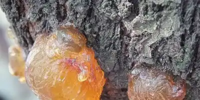 Usuwamy żywicę z ubrań