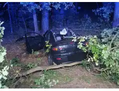 Zderzenie z łosiem na drodze pod Pułtuskiem